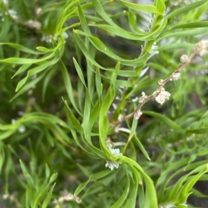 Lomandra obliqua at Budawang, NSW - 12 Mar 2023