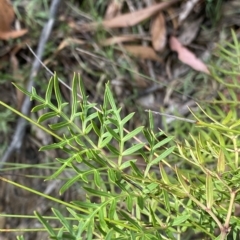 Polyscias sambucifolia subsp. Bipinnate leaves (J.H.Ross 3967) Vic. Herbarium at Budawang, NSW - 12 Mar 2023 09:50 AM