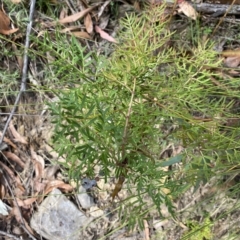 Polyscias sambucifolia subsp. Bipinnate leaves (J.H.Ross 3967) Vic. Herbarium at Budawang, NSW - 12 Mar 2023