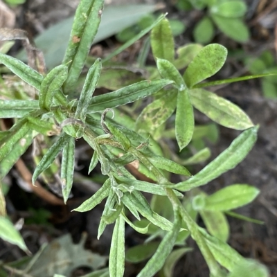 Coronidium gunnianum (Gunn's Everlasting) at Budawang, NSW - 11 Mar 2023 by Ned_Johnston