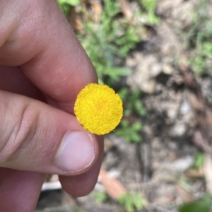 Coronidium gunnianum at QPRC LGA - 12 Mar 2023