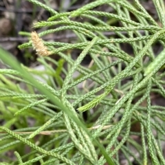 Pseudolycopodium densum (Bushy Club Moss) at Budawang, NSW - 12 Mar 2023 by NedJohnston