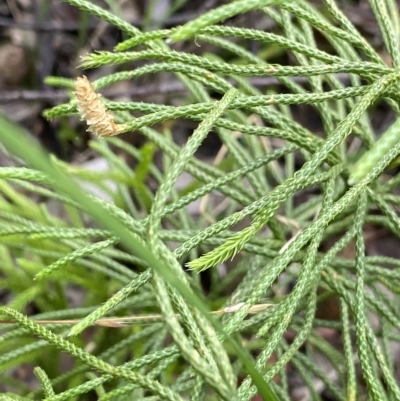 Pseudolycopodium densum (Bushy Club Moss) at Budawang, NSW - 12 Mar 2023 by NedJohnston