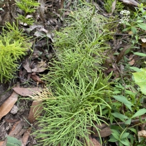 Pseudolycopodium densum at Budawang, NSW - 12 Mar 2023