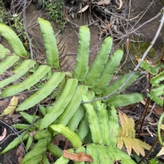 Blechnum wattsii (Hard Water Fern) at Budawang, NSW - 11 Mar 2023 by Ned_Johnston