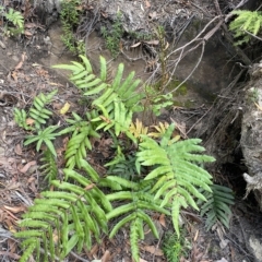 Blechnum wattsii at Budawang, NSW - 12 Mar 2023