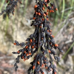 Gahnia subaequiglumis (Bog Saw-sedge) at Budawang, NSW - 12 Mar 2023 by NedJohnston