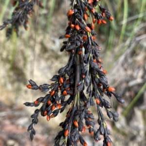 Gahnia subaequiglumis at Budawang, NSW - 12 Mar 2023 10:04 AM