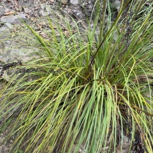 Gahnia subaequiglumis at Budawang, NSW - 12 Mar 2023 10:04 AM