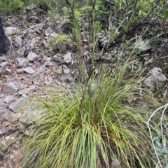 Gahnia subaequiglumis at Budawang, NSW - 12 Mar 2023 10:04 AM