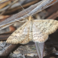 Scopula rubraria (Reddish Wave, Plantain Moth) at Block 402 - 21 Apr 2023 by Harrisi