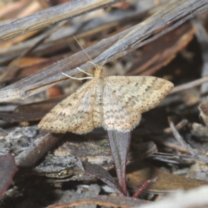 Scopula rubraria at Stromlo, ACT - 21 Apr 2023