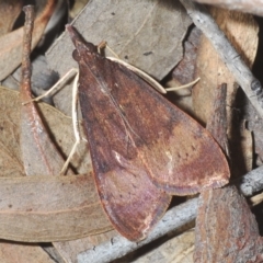 Uresiphita ornithopteralis (Tree Lucerne Moth) at Stromlo, ACT - 21 Apr 2023 by Harrisi