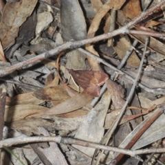 Uresiphita ornithopteralis at Stromlo, ACT - 21 Apr 2023
