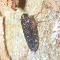 Stenocotis sp. (genus) (A Leafhopper) at Stromlo, ACT - 21 Apr 2023 by Harrisi