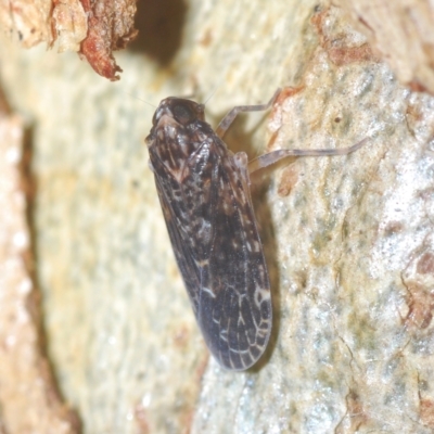 Stenocotis sp. (genus) (A Leafhopper) at Stromlo, ACT - 21 Apr 2023 by Harrisi