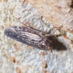 Stenocotis sp. (genus) at Block 402 - 21 Apr 2023