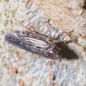 Stenocotis sp. (genus) at Block 402 - 21 Apr 2023