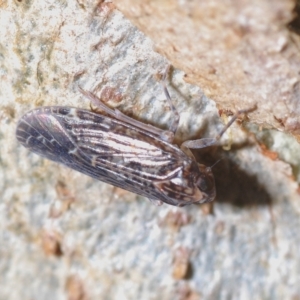 Stenocotis sp. (genus) at Bluetts Block (402, 403, 12, 11) - 21 Apr 2023 04:09 PM