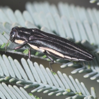 Agrilus hypoleucus (Hypoleucus jewel beetle) at Mount Taylor - 22 Apr 2023 by Harrisi