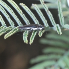 Agrilus hypoleucus at Kambah, ACT - 22 Apr 2023 05:59 PM