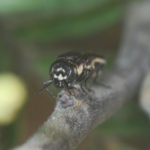 Agrilus hypoleucus at Kambah, ACT - 22 Apr 2023 05:59 PM