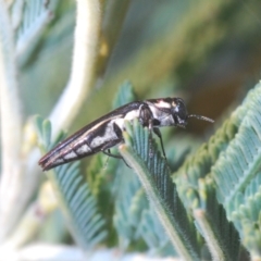 Agrilus hypoleucus at Kambah, ACT - 22 Apr 2023