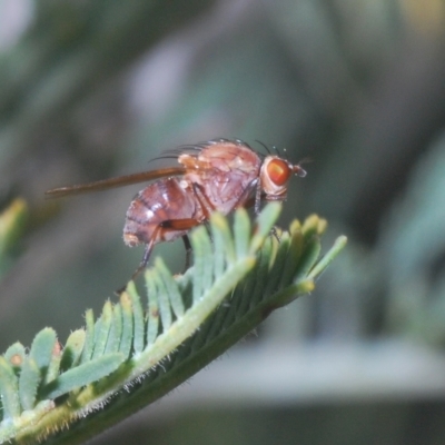 Sapromyza sp. (genus) (A lauxaniid fly) at Mount Taylor - 22 Apr 2023 by Harrisi