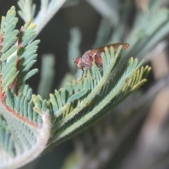 Sapromyza sp. (genus) at Kambah, ACT - 22 Apr 2023