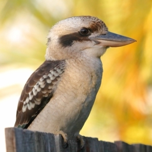 Dacelo novaeguineae at Wellington Point, QLD - suppressed