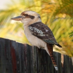 Dacelo novaeguineae at Wellington Point, QLD - suppressed