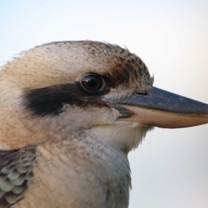 Dacelo novaeguineae at Wellington Point, QLD - 21 Apr 2023