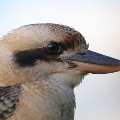 Dacelo novaeguineae (Laughing Kookaburra) at Wellington Point, QLD - 21 Apr 2023 by TimL