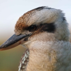 Dacelo novaeguineae at Wellington Point, QLD - suppressed