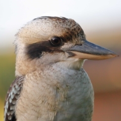 Dacelo novaeguineae at Wellington Point, QLD - 21 Apr 2023