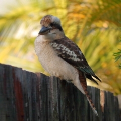 Dacelo novaeguineae at Wellington Point, QLD - 21 Apr 2023