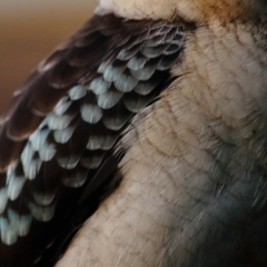 Dacelo novaeguineae at Wellington Point, QLD - suppressed