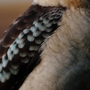 Dacelo novaeguineae at Wellington Point, QLD - suppressed