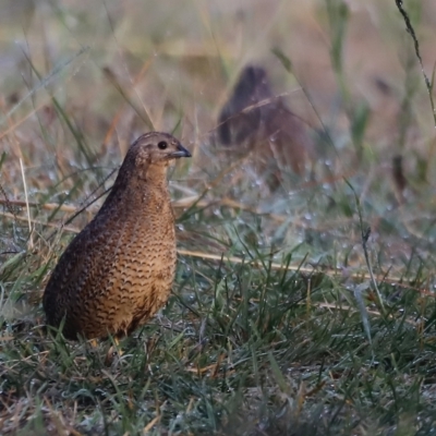 Synoicus ypsilophorus (Brown Quail) at Coombs Ponds - 22 Apr 2023 by JimL