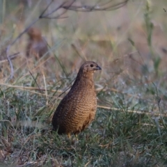 Synoicus ypsilophorus at Coombs, ACT - 23 Apr 2023