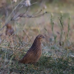 Synoicus ypsilophorus at Coombs, ACT - 23 Apr 2023