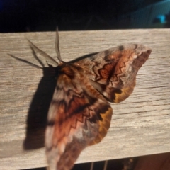 Chelepteryx collesi (White-stemmed Gum Moth) at Chapman, ACT - 22 Apr 2023 by Jackie2023