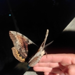 Chelepteryx collesi at Chapman, ACT - 22 Apr 2023