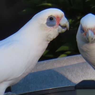 Cacatua sanguinea (Little Corella) at Kambah, ACT - 22 Apr 2023 by MatthewFrawley