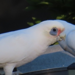 Cacatua sanguinea at Kambah, ACT - 22 Apr 2023