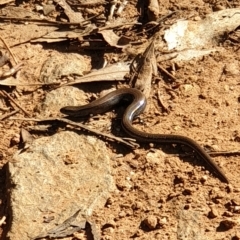 Unidentified Legless Lizard at Yackandandah, VIC - 22 Apr 2023 by clairesandford