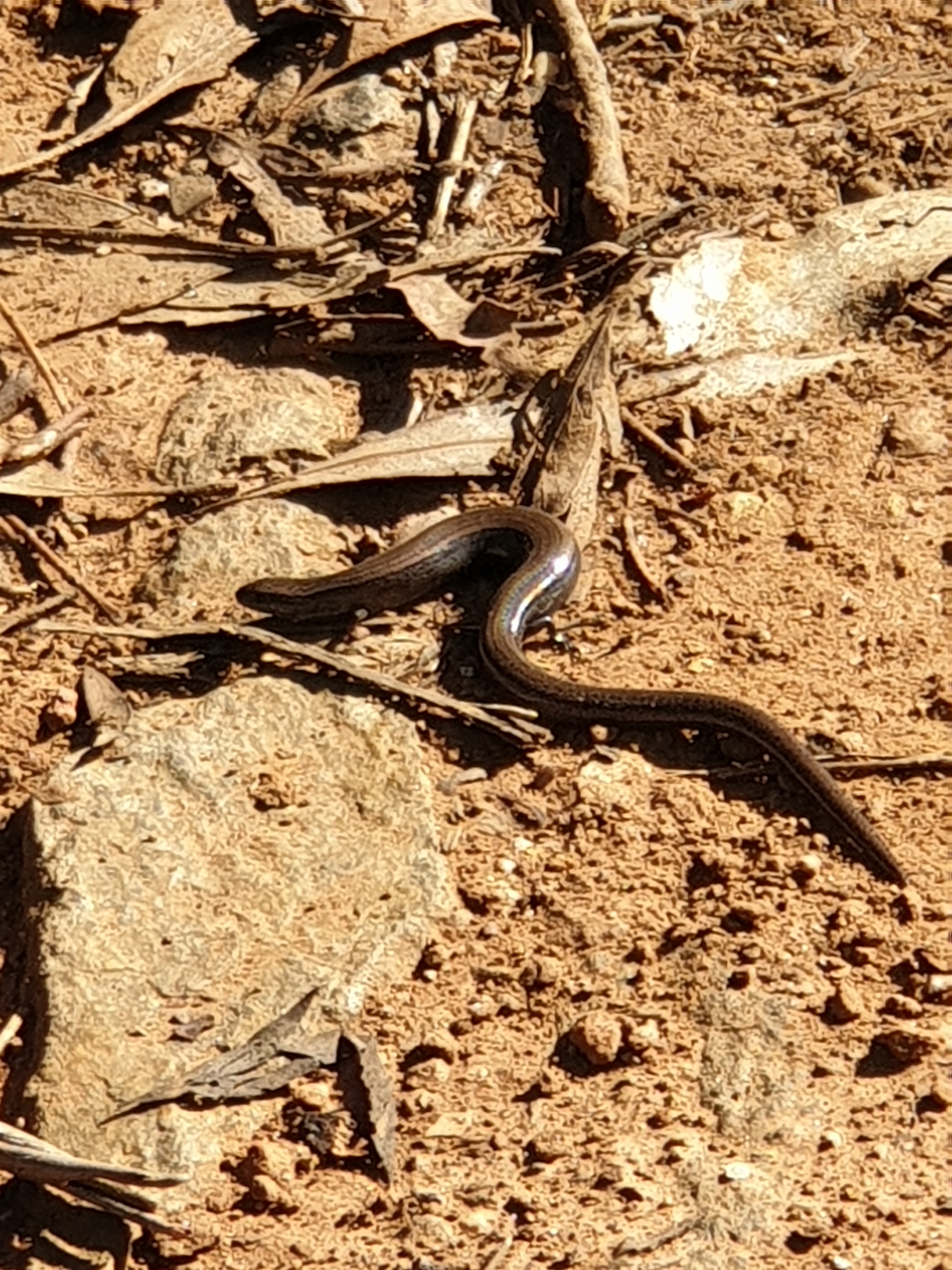 Delma inornata at Yackandandah, VIC - 22 Apr 2023 01:36 PM