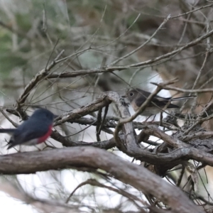 Petroica rosea at Cook, ACT - 23 Apr 2023