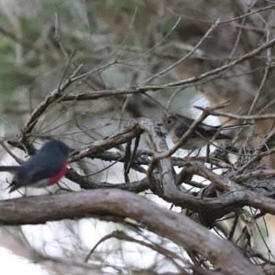 Petroica rosea (Rose Robin) at Cook, ACT - 22 Apr 2023 by Tammy