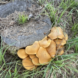 Gymnopilus junonius at Casey, ACT - 23 Apr 2023